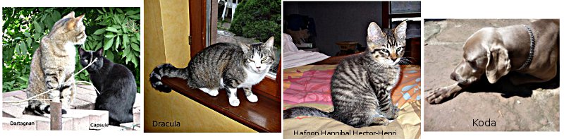2012 Dracula, Dartagnan, Capsule et Koda