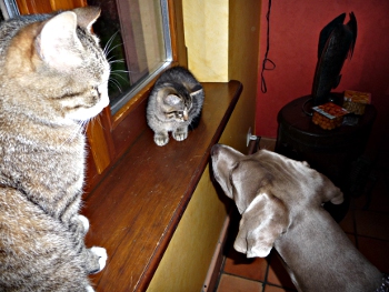 Hafnon Hannibal Hector-Henri n'aspire plus qu'à être un chat "normal"...