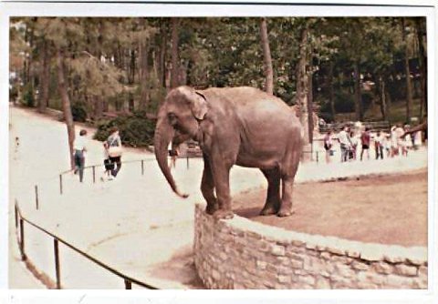 elephant mail art 025
